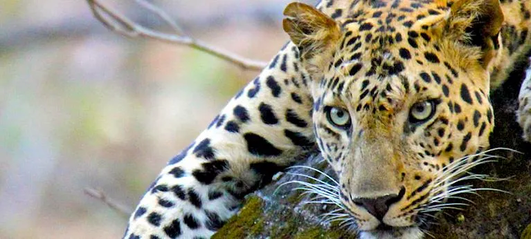Leopard på en bild
